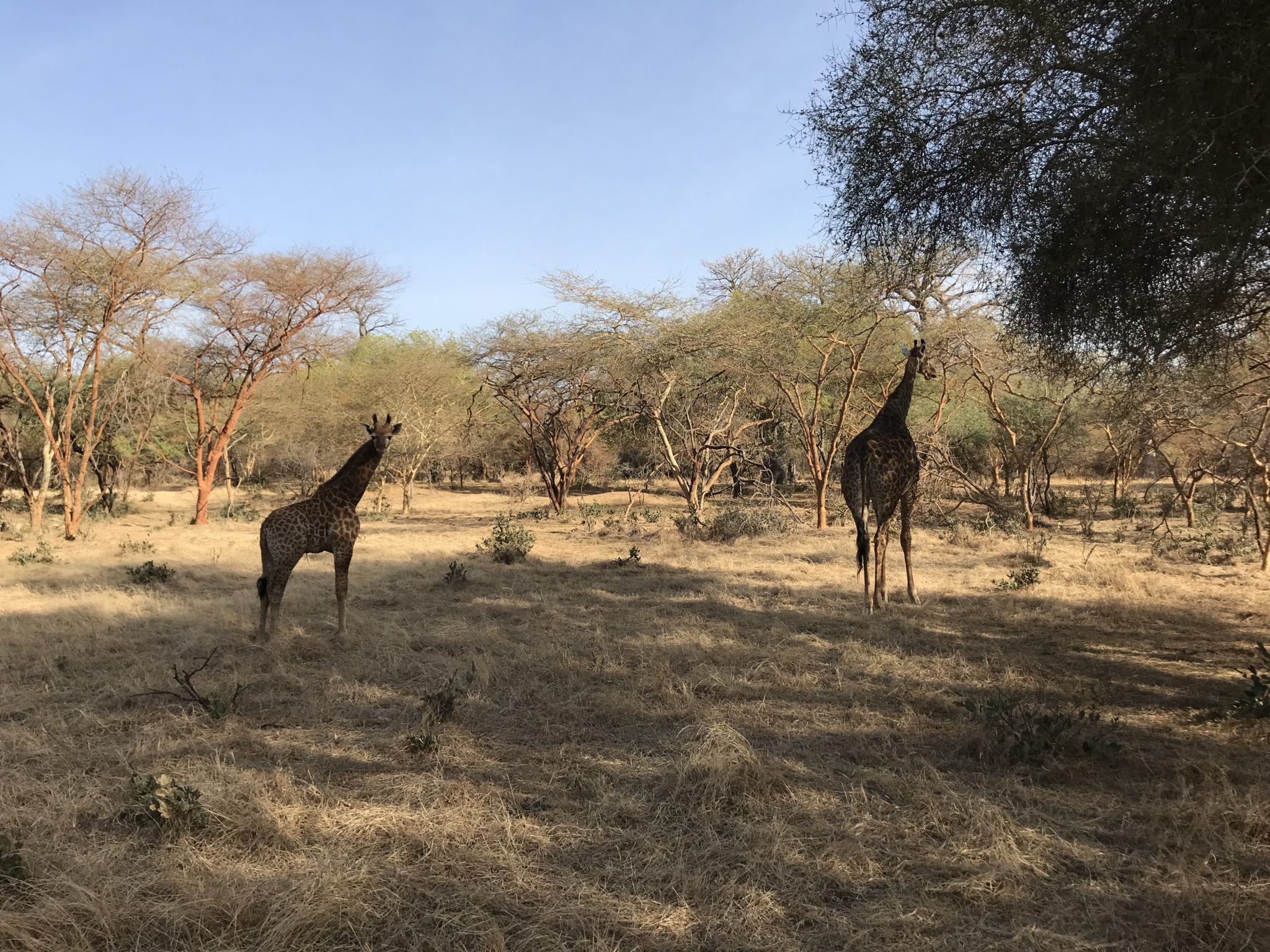 La réserve de Bandia au Sénégal