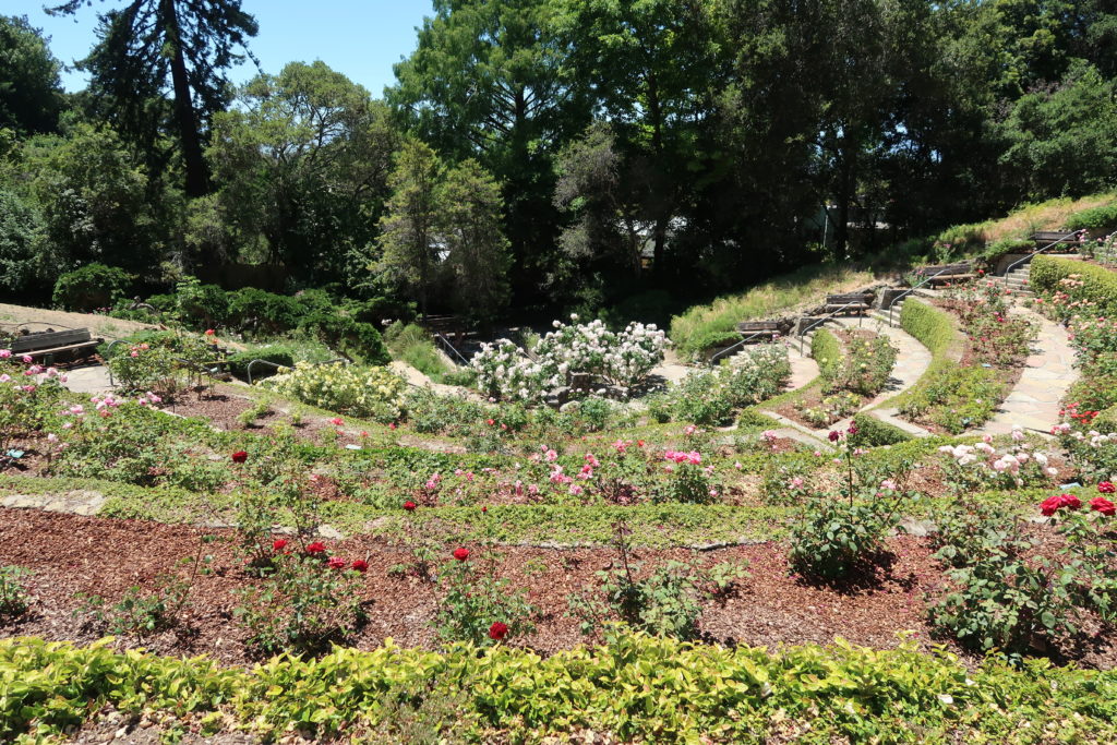 visiter-berkeley-rose-garden