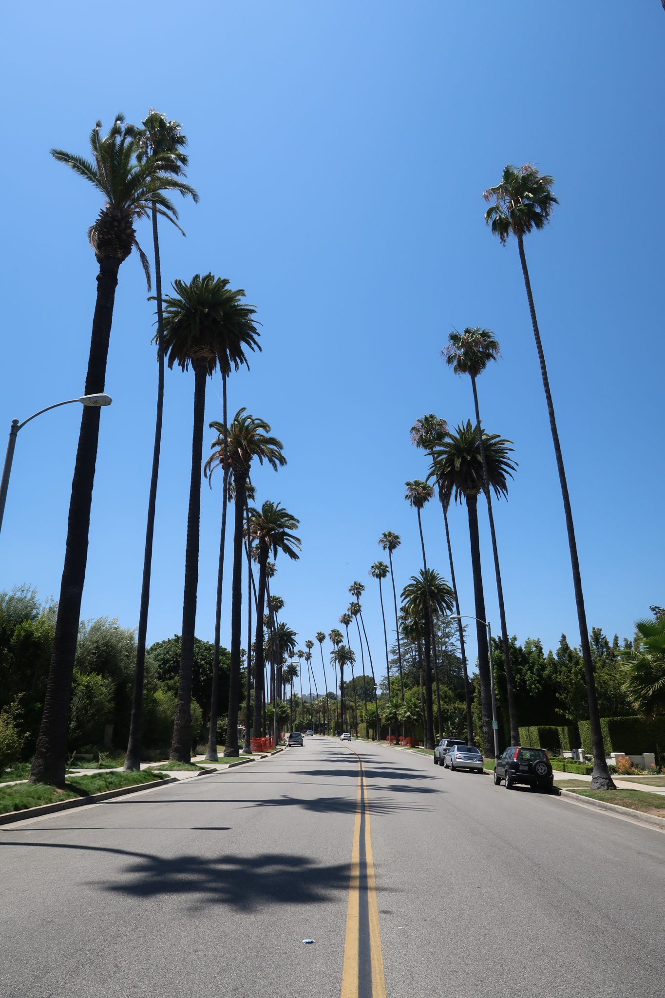 bervely-hills-palmiers-los-angeles