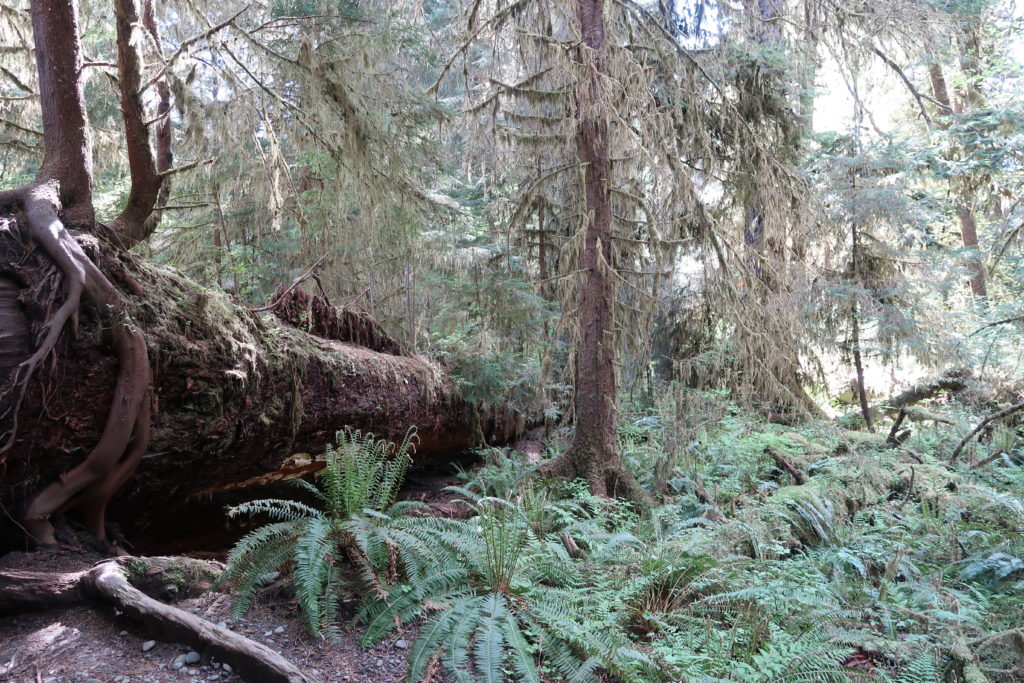 hoh-rain-forest-usa