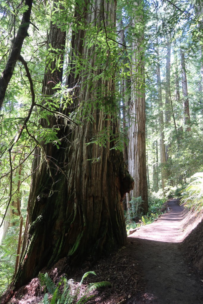 redwood-national-park-usa